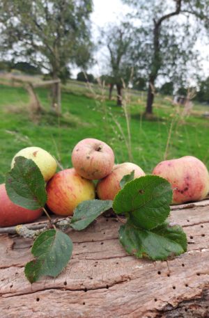 Appels