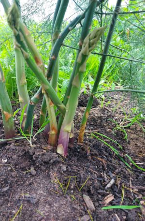 Asperges - groen