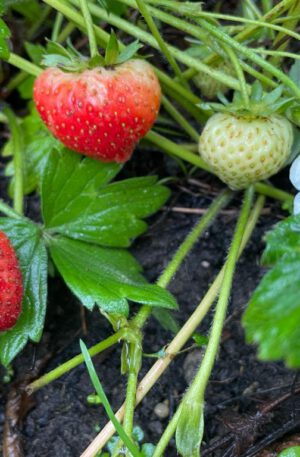Aardbeien