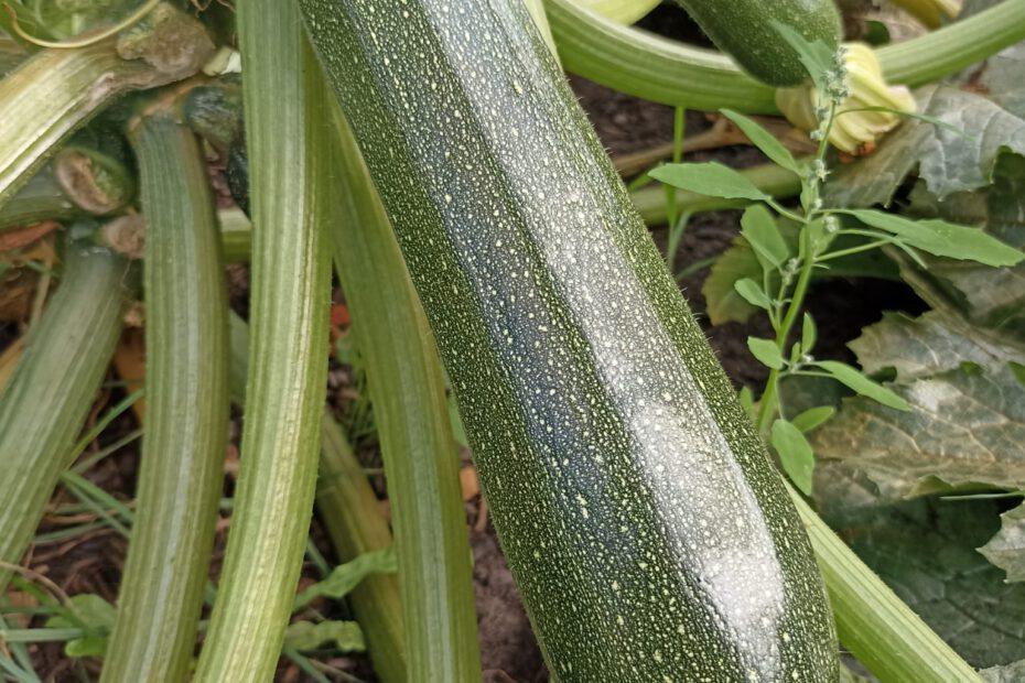 Courgettes groeiend aan de plant, 1 grote oogstbare, 2 kleinere