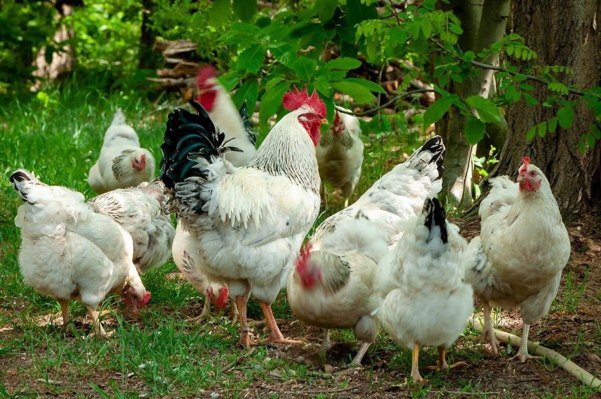 De kerk Elk jaar Schadelijk Kippen goed aan de leg – Natuurboerderij Wittenhorst